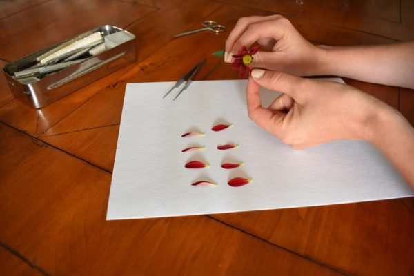 Atelier_2024_pistiletpastel atelier herbier fleurs pressées créatifs pistil et pastel