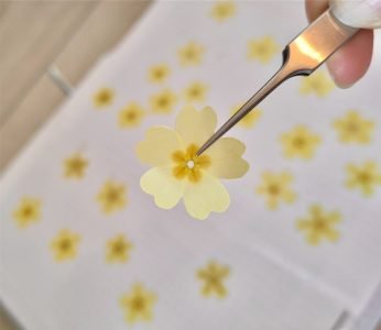 Technique de séchage de fleurs de primevère en presse à bois pistil et pastel entreprise engagée atelier créatif